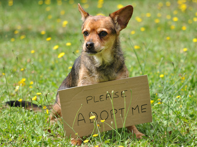 rescues