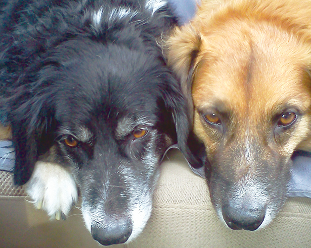 cover-dog-squanto-bashel-2