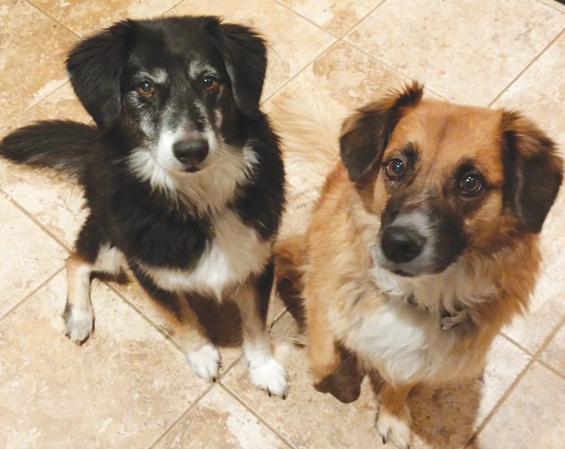 cover-dog-squanto-bashel-4