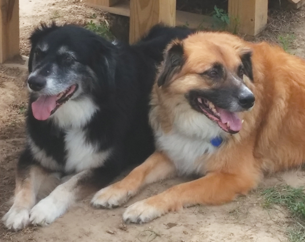 cover-dog-squanto-bashel-5