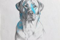 Labrador breed